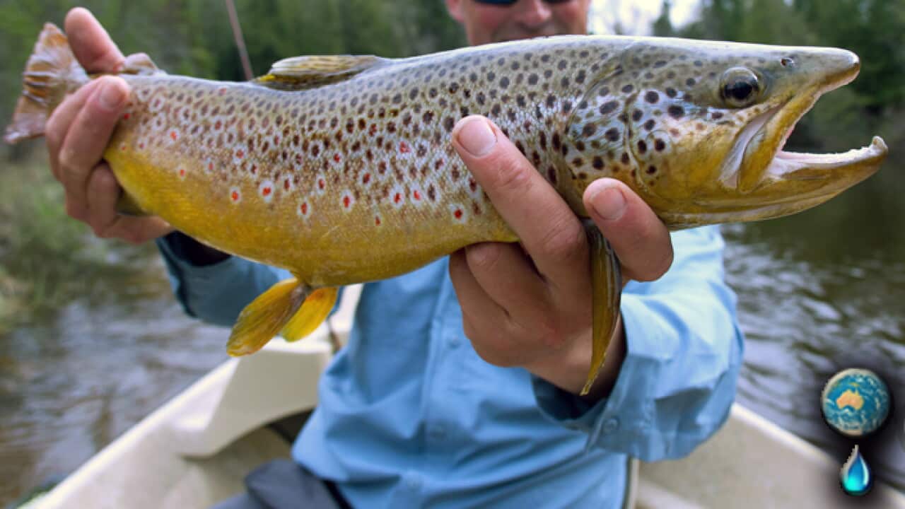 First trout eggs introduced to Australia begin to hatch