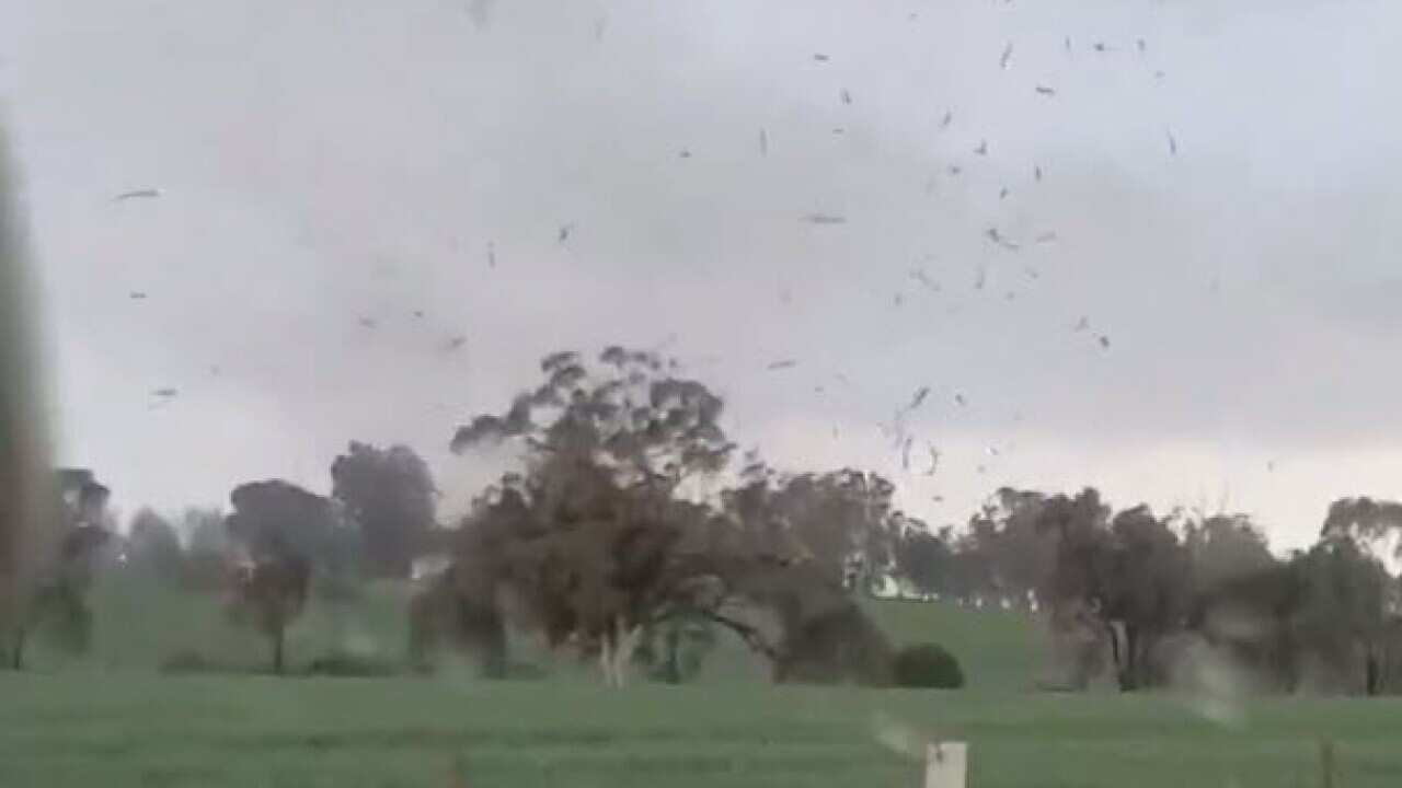 Home video shows the small tornado whipping up debris on grassland in northeast Victoria.