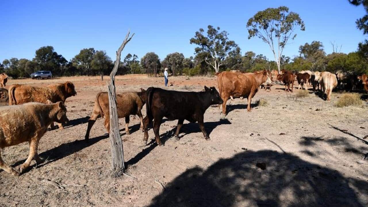 Cattle belonging to the Cookson family is seen along a stock route