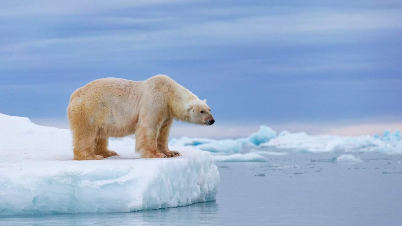 polar bear