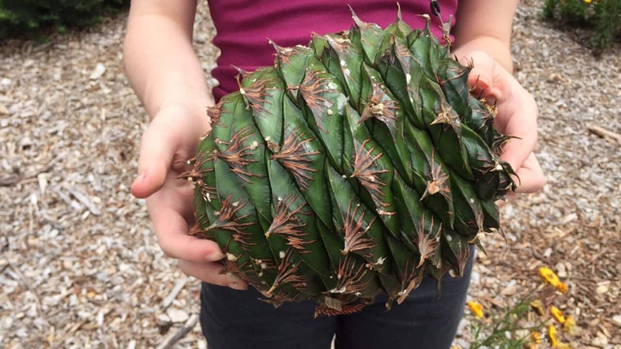 BUNYA PINE CONES