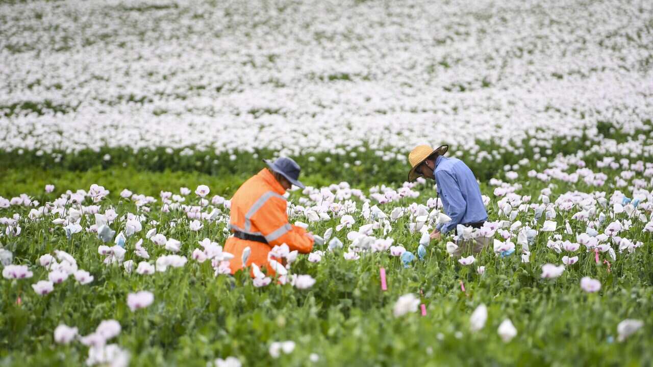 Workers prepare to collect poppy seeds by bagging seed pods in a poppy field near Devonport, Tasmania.