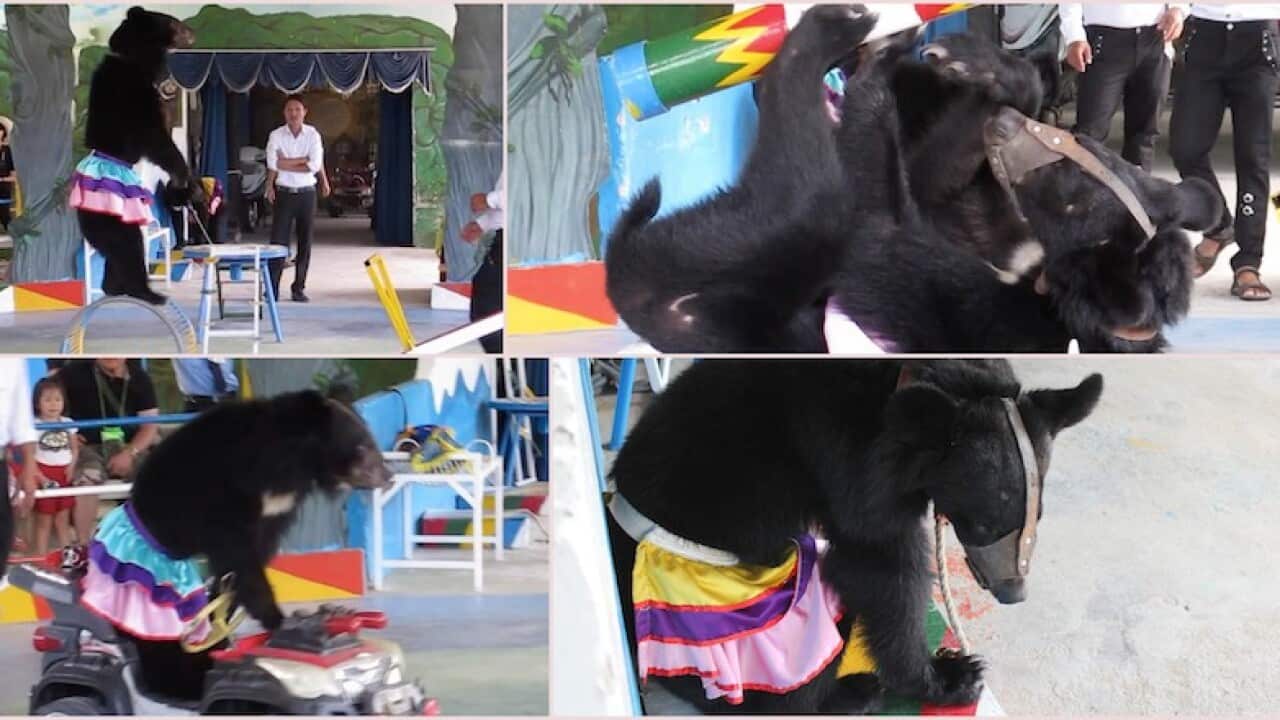 Malnourished young bears “ruthlessly exploited” at Vietnam tourist hotspot
