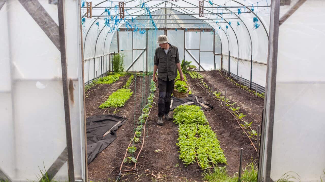 Matthew Evans in greenhouse Fat Pig Farm