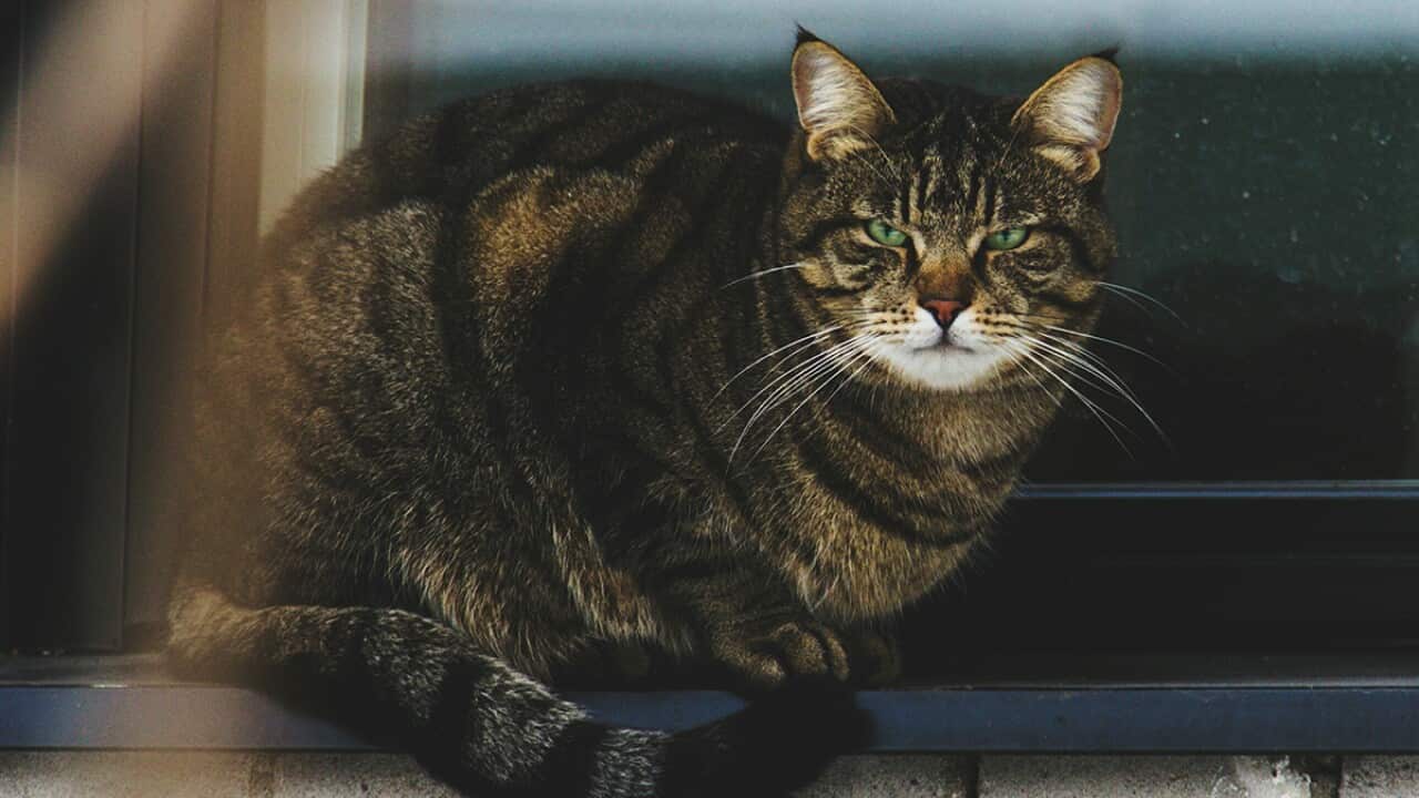 We need to talk about the evil cats in our newsfeeds