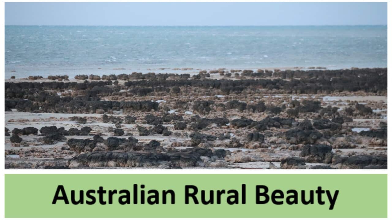 Hamelin Pool - Western Australia_ Australian Rural Beauty_ SBS Sinhala