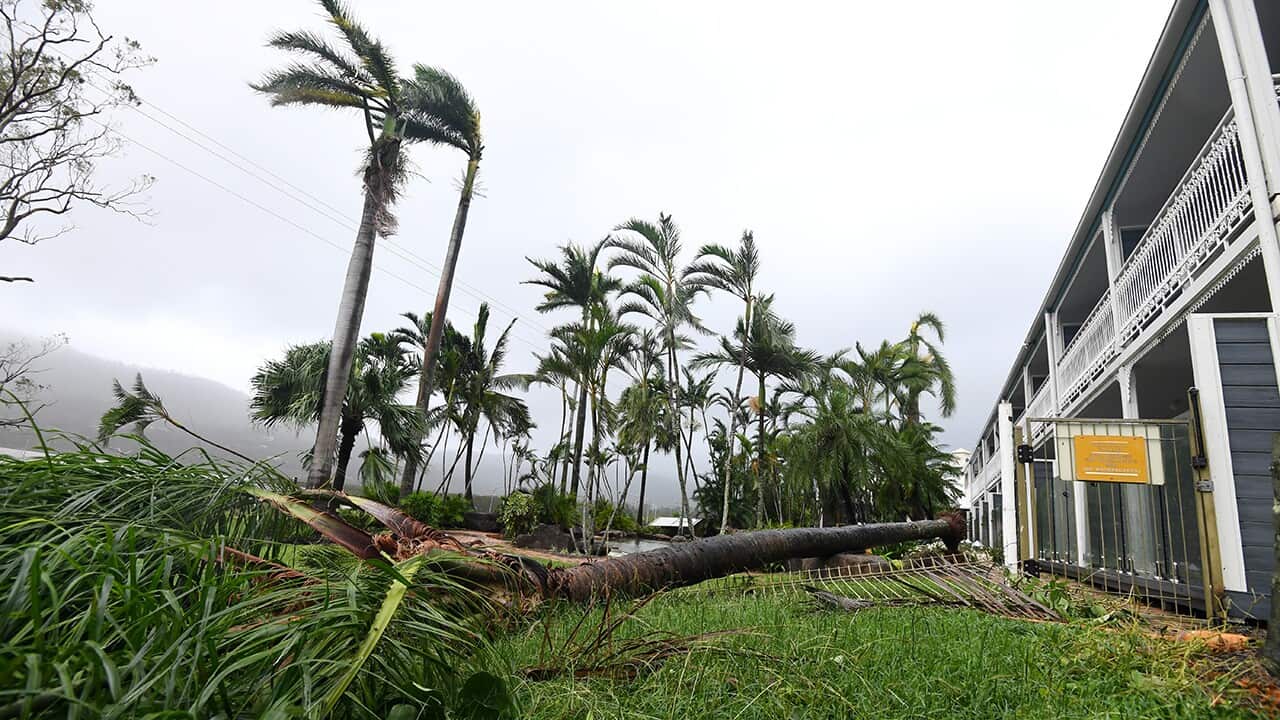 A palm tree is fallen behind a motel at Airlie Beach