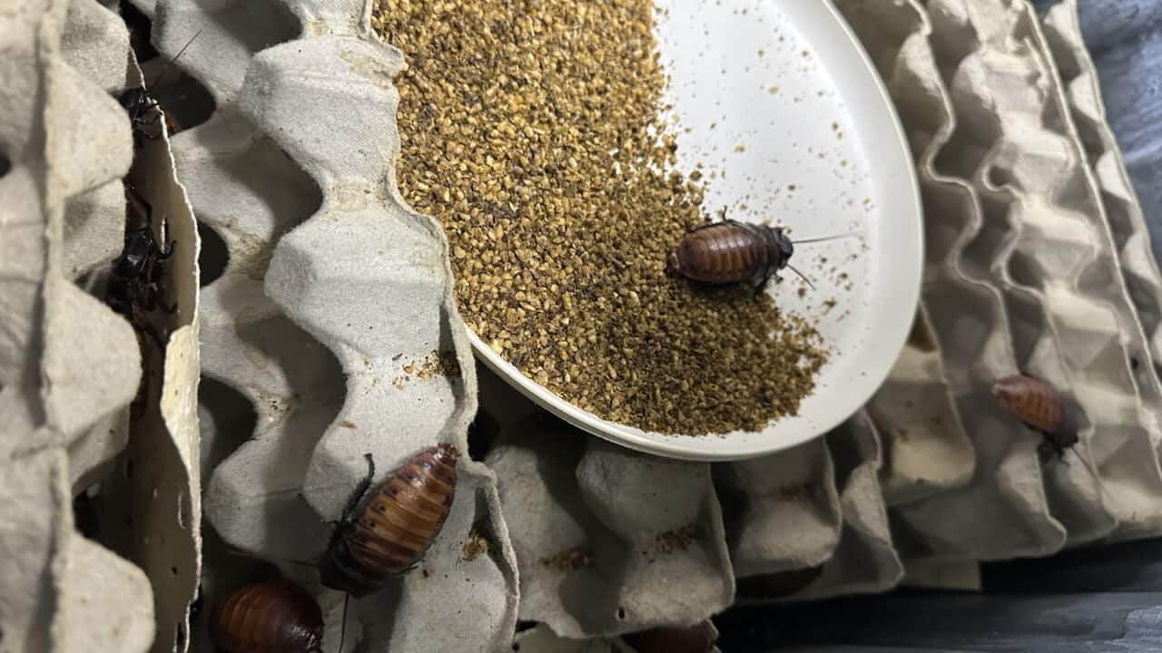 EXOTIC COCKROACHES