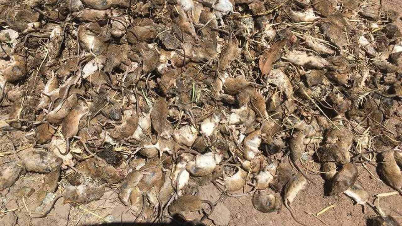 A supplied undated image obtained Tuesday, May 1, 2021