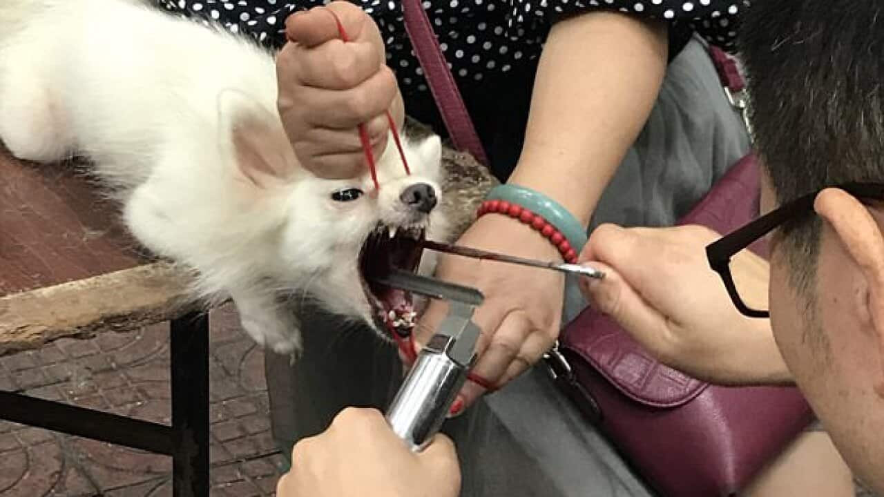 A white Pomeranian puppy was forced to have its vocal cords removed in south-west China