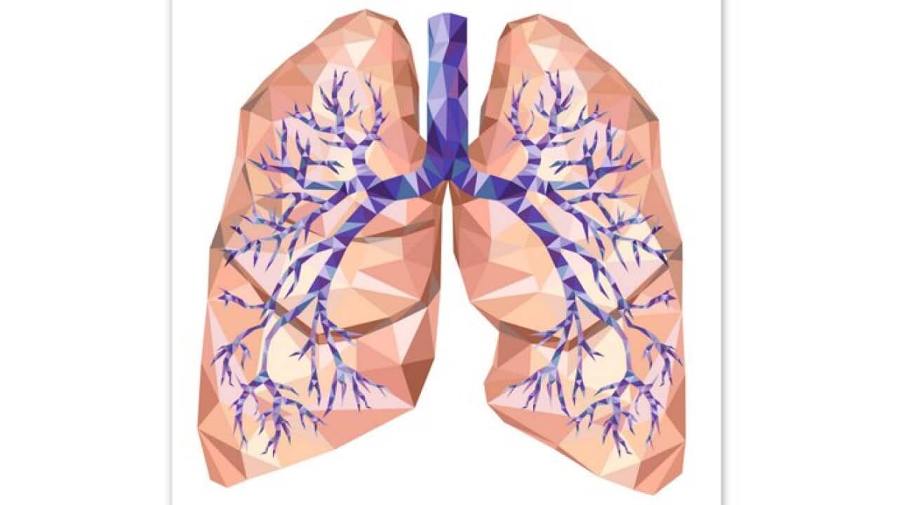 Lungs