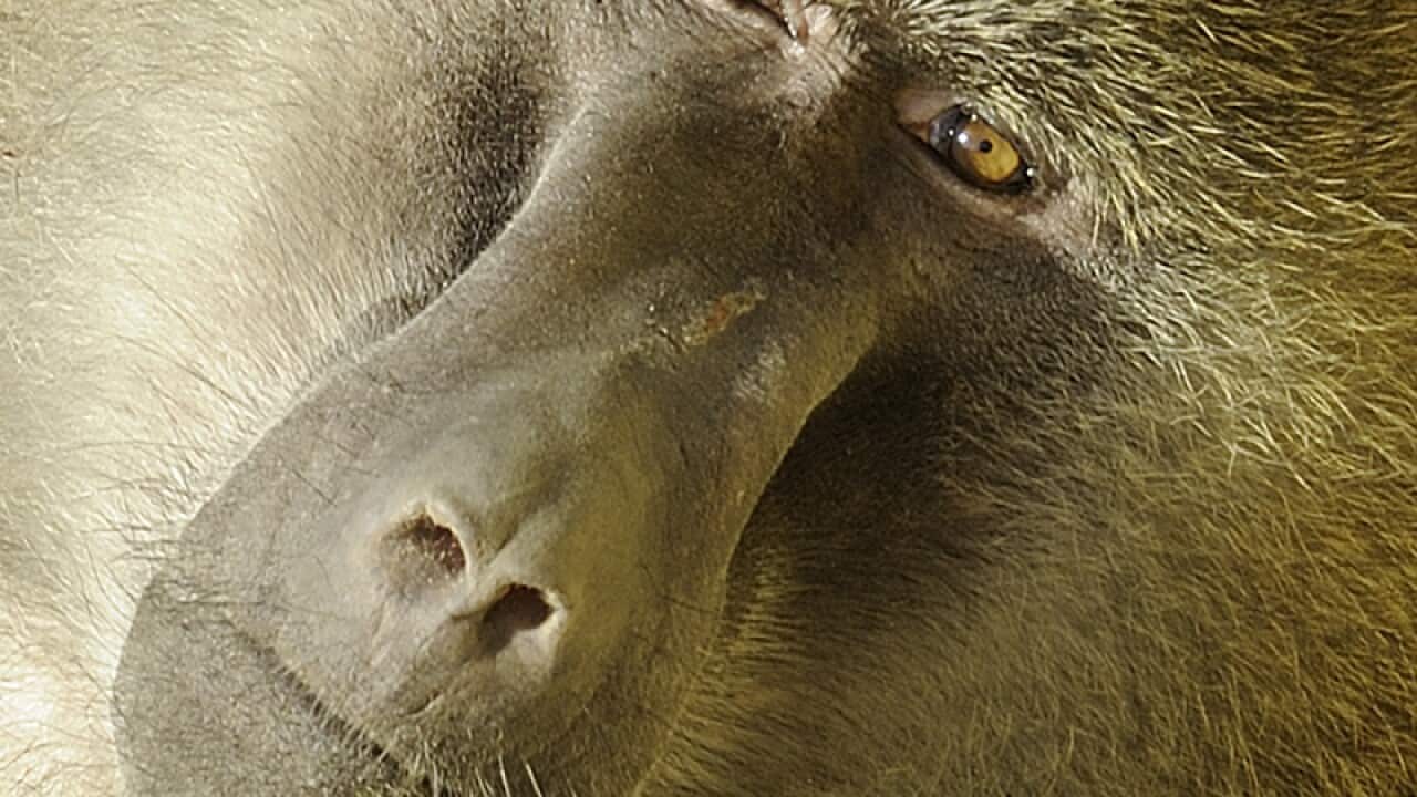 A Baboon