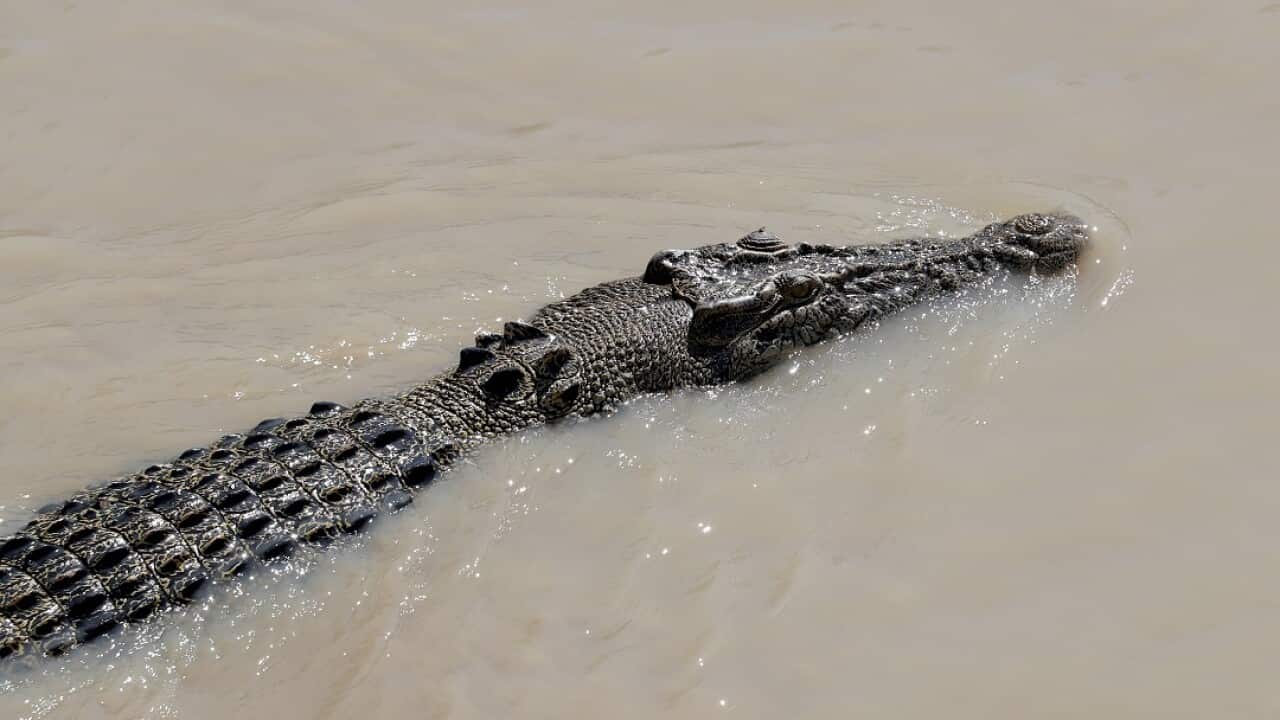 (File) A female ranger has been attacked by a crocodile in Arnhem Land.