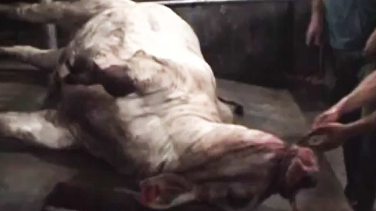 cattle_cow_110531_b_animalsaustralia_youtube_1873282920
