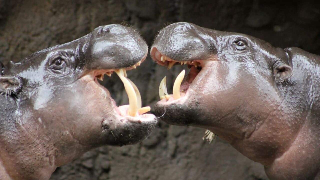 Fergus and Kambiri, two endangered pygmy hippos meeting each other for the first time at Taronga Zoo, Sydney