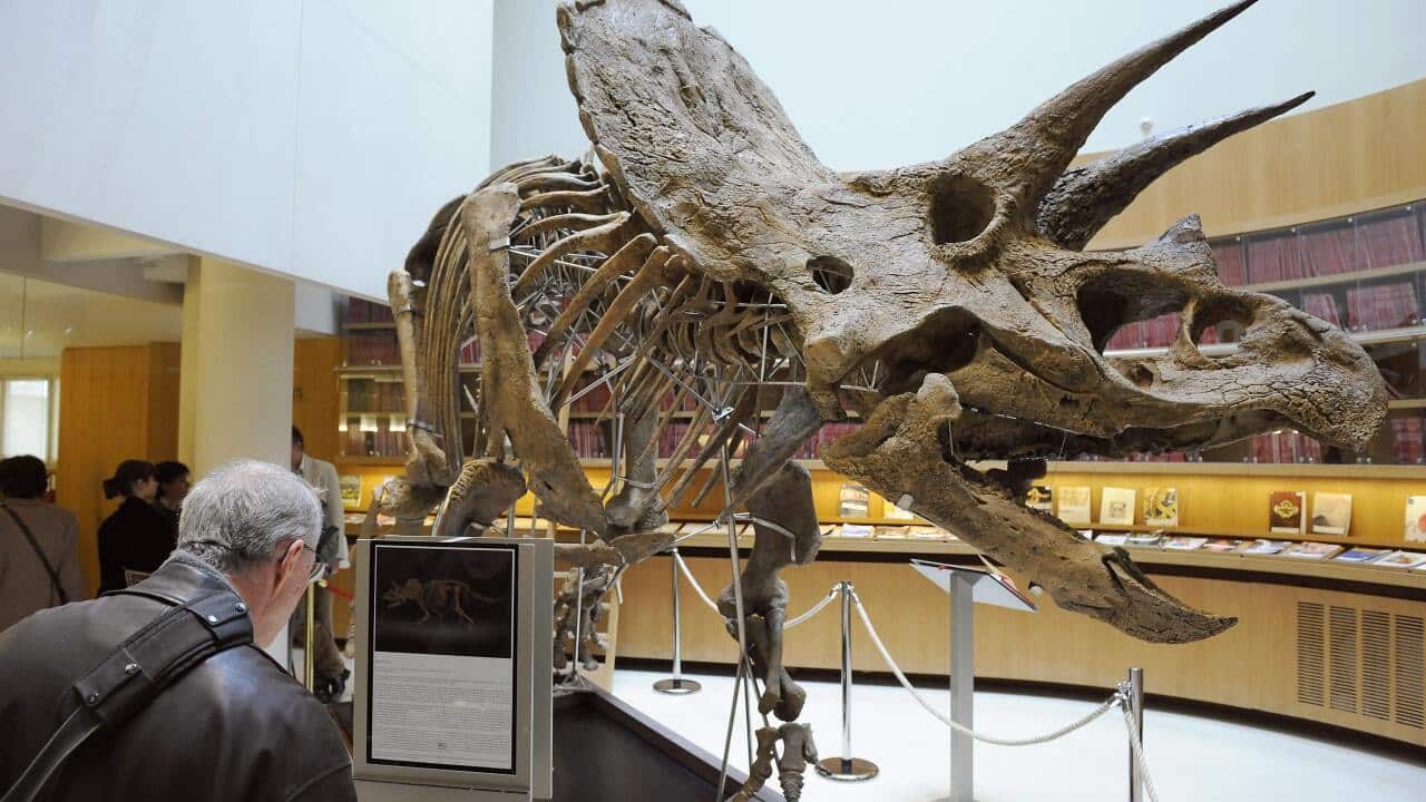 A triceratops skull (between 67 and 65 million years-old) in Paris before it was sold at auction by Christie's house.
