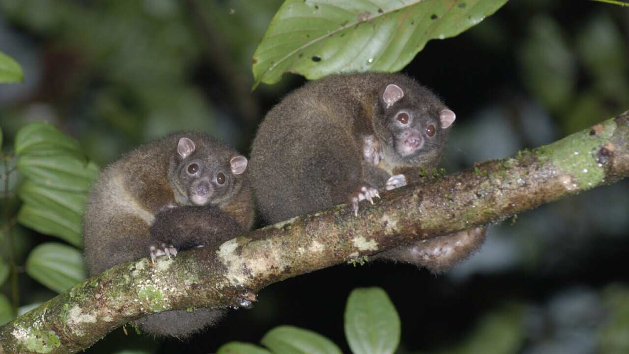 Falanger How the tale of one possum reveals threats to thousands of Aussie ...