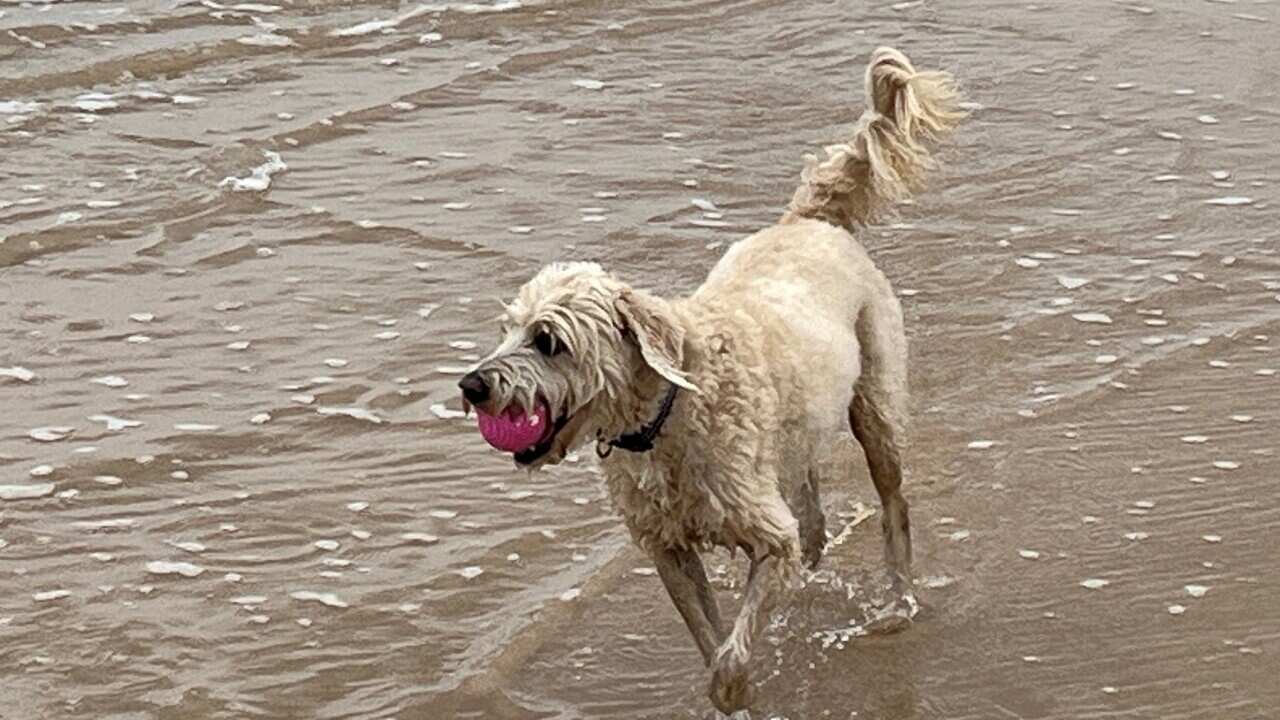 Wookie has stolen yet another ball - is he addicted (SBS).jpg