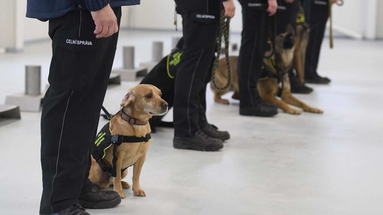 Dogs capable of sniffing positive coronavirus infections could soon be coming to Australian airports.