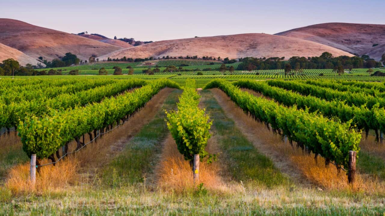 Barossa Valley, South Australia.