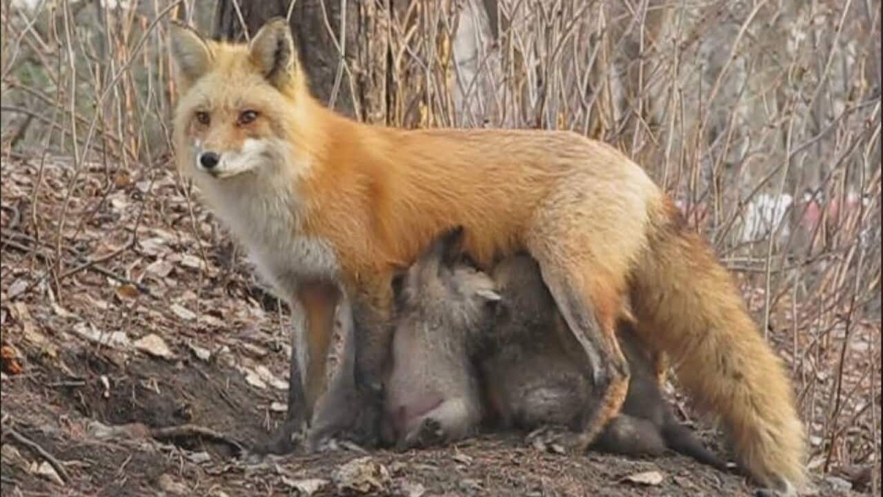 Fact check: Mother fox breastfeeding young koalas?