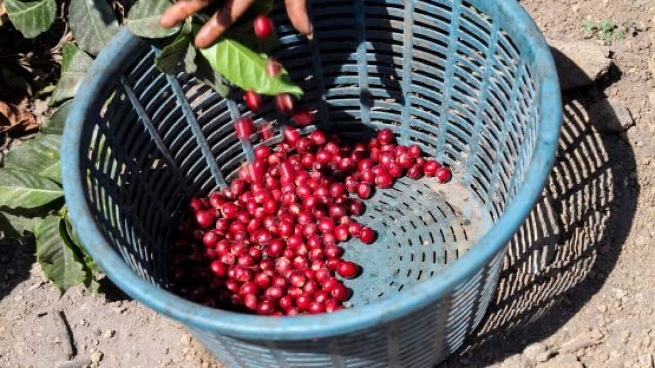 Photo supplied by Melbourne Coffee Merchants