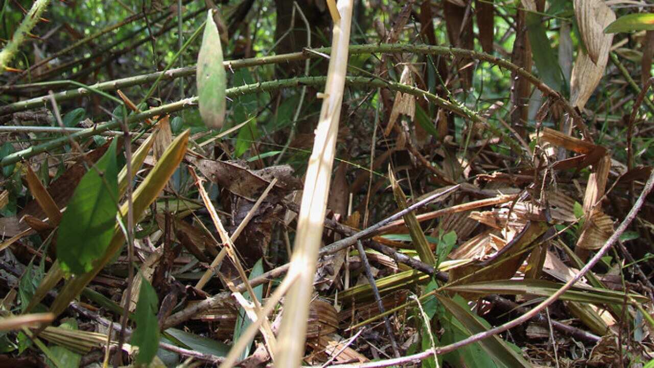 Traditional people in Indonesia who collect rattan for their livelihood have been exploited.