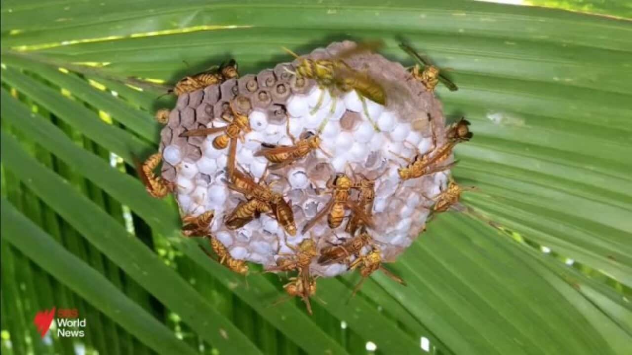 WASPS.jpg