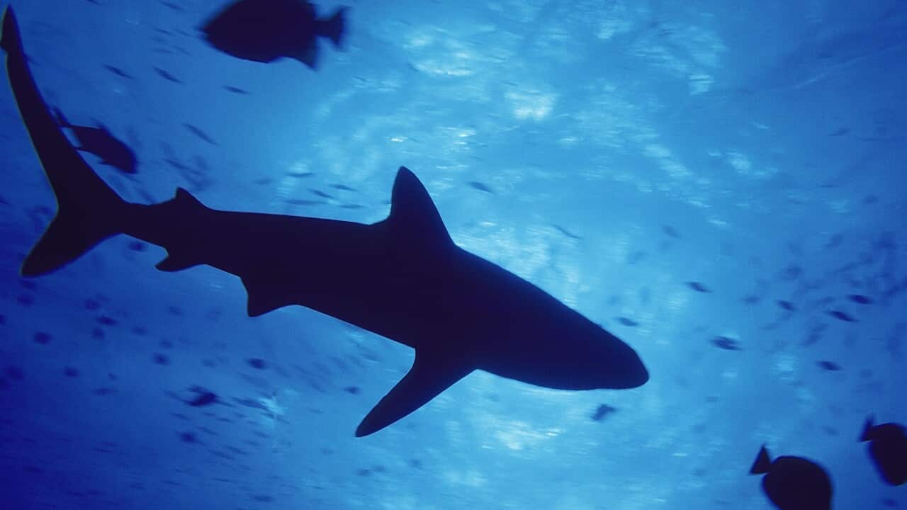 Shark and fish underwater - Underside view (AAP/Mary Evans/Ardea/Kurt Amsler)