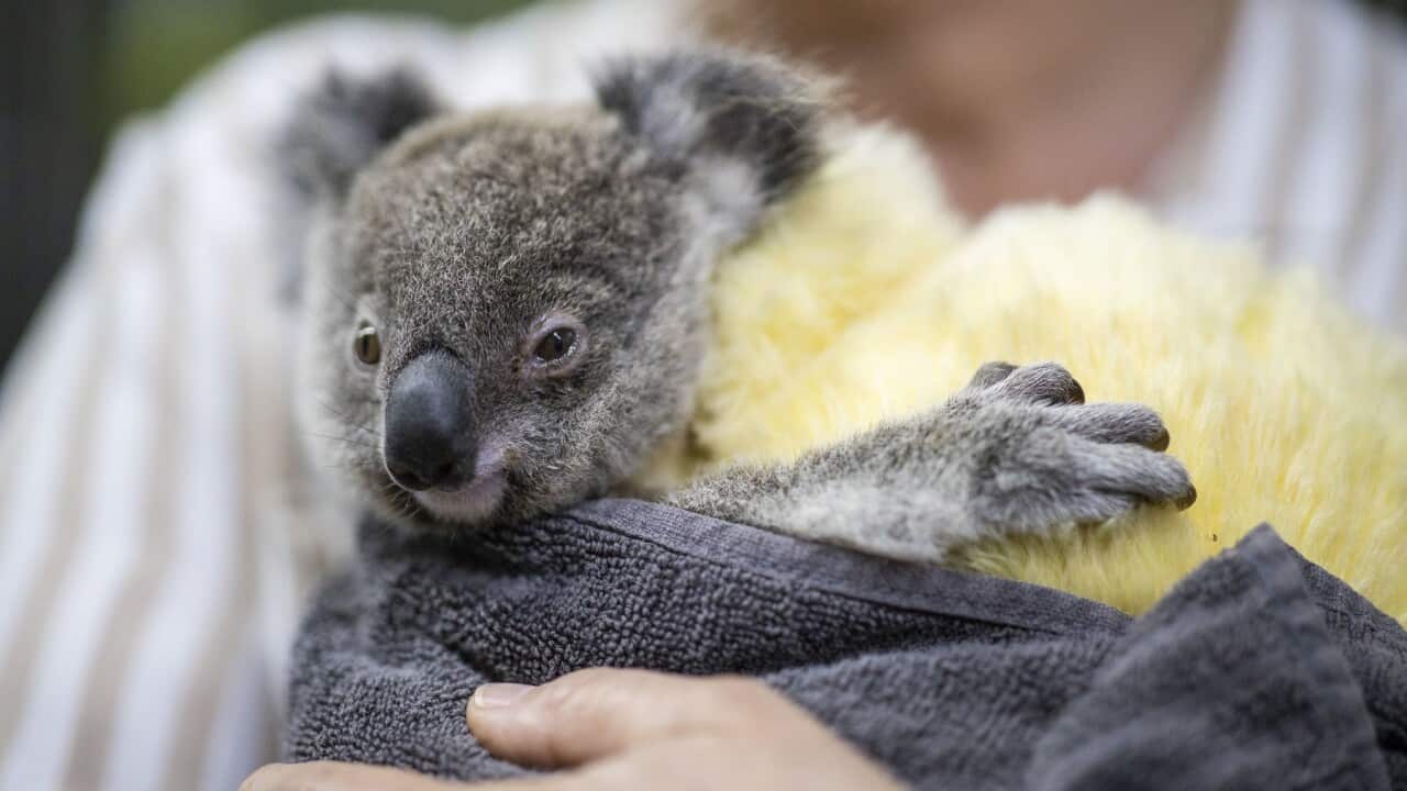 A rescued koala at RSPCA headquarters in Brisbane