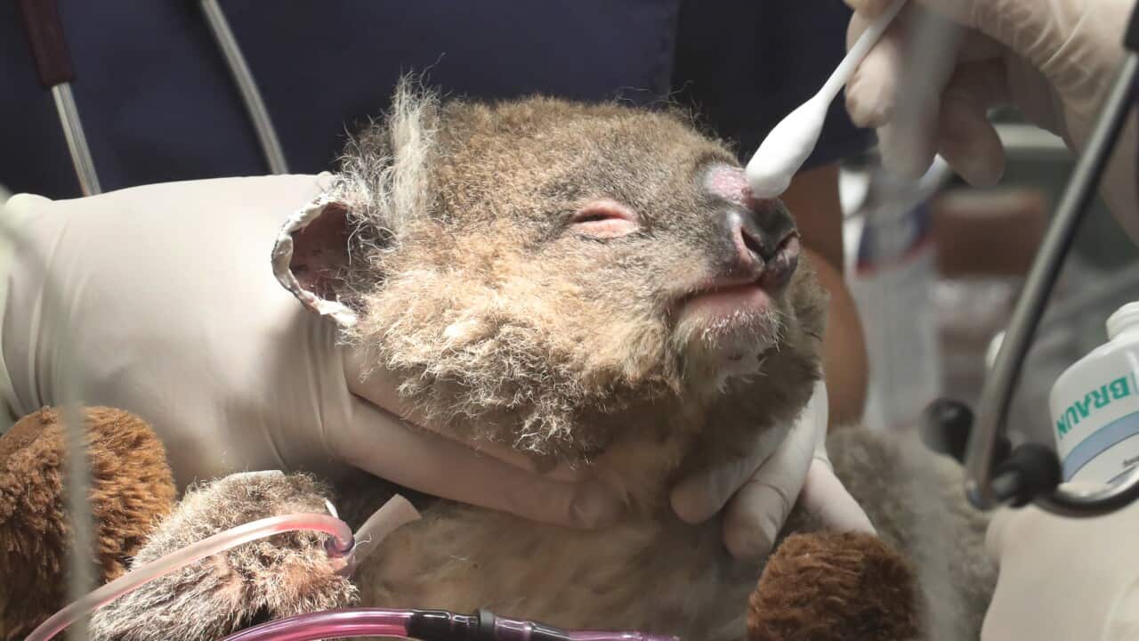 A young koala receives veterinary care after being injured in the recent bushfires.