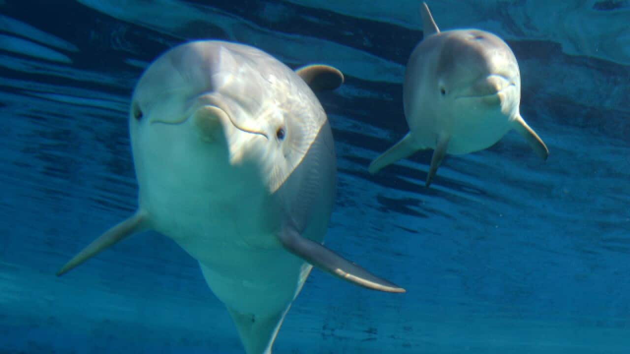 A baby dolphin swims with its mother at the Madrid zoo.