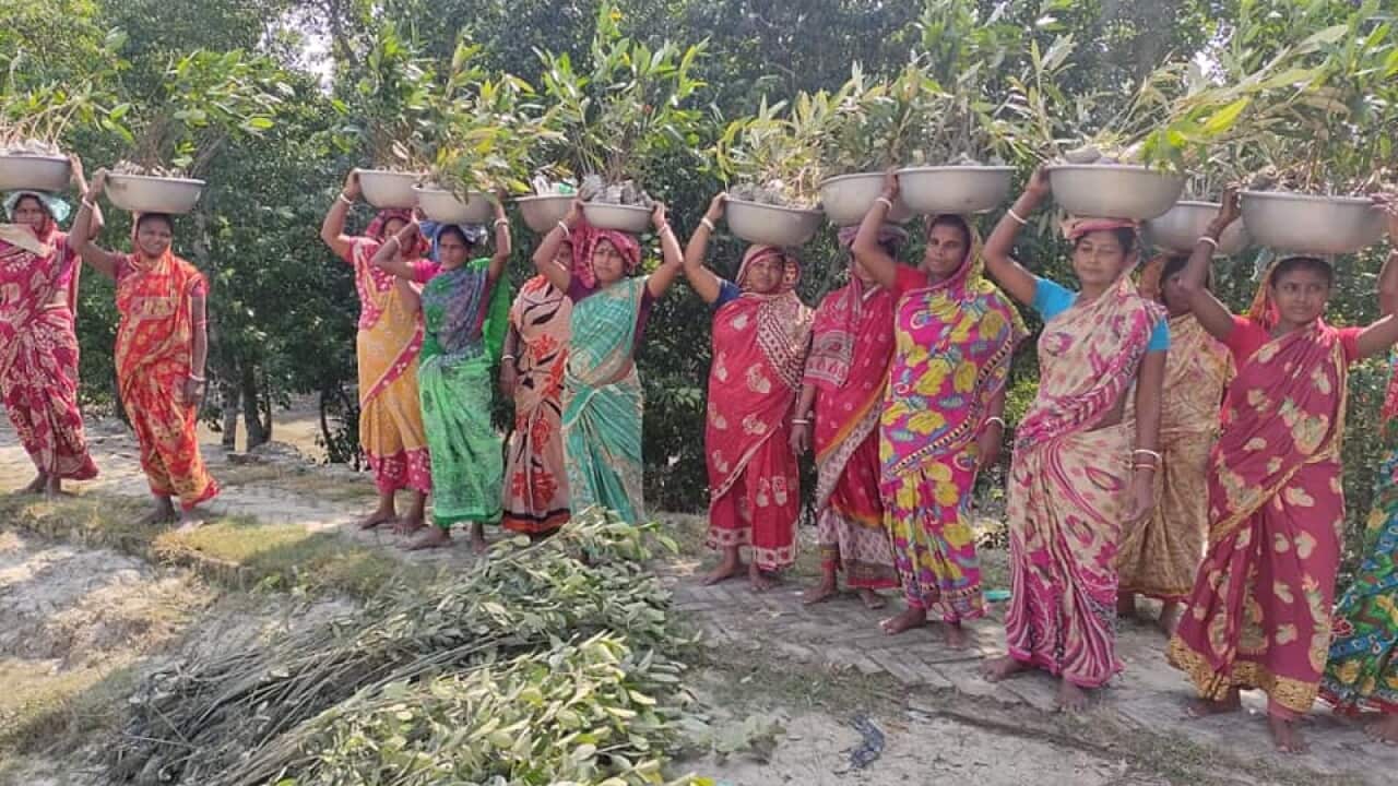 Mujeres en India plantando manglares