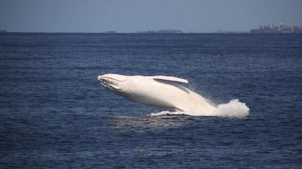 Migaloo the white whale