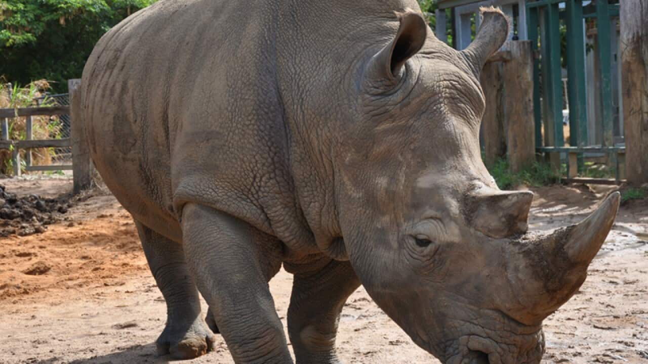 One of Perth Zoo's white rhinos
