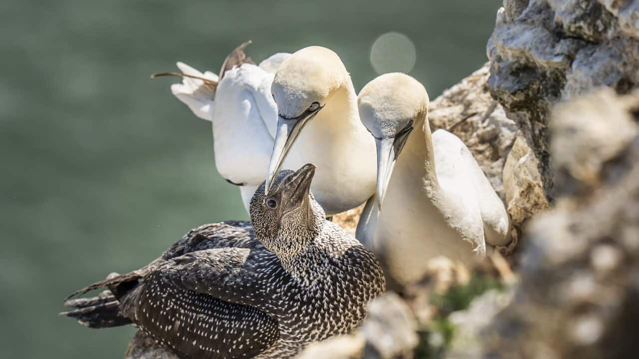 Gannet colonies bird flu study