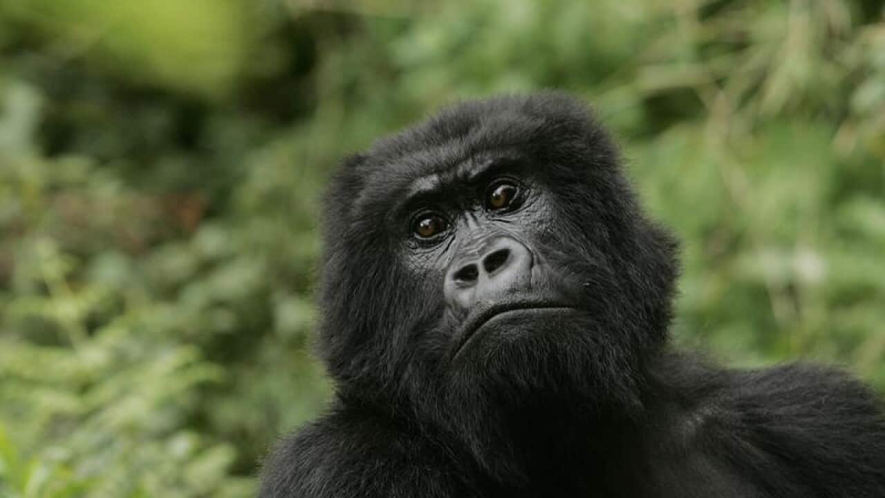 Gorilla
