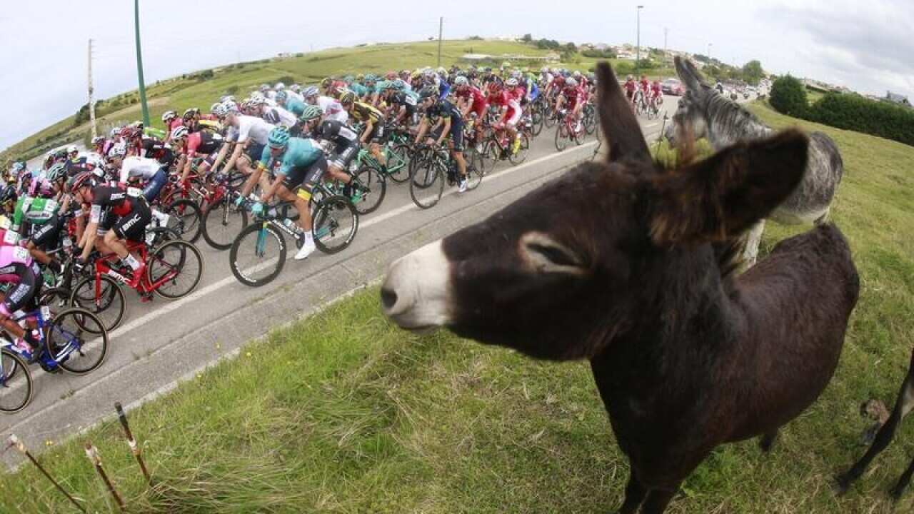 The Vuetla peloton.
