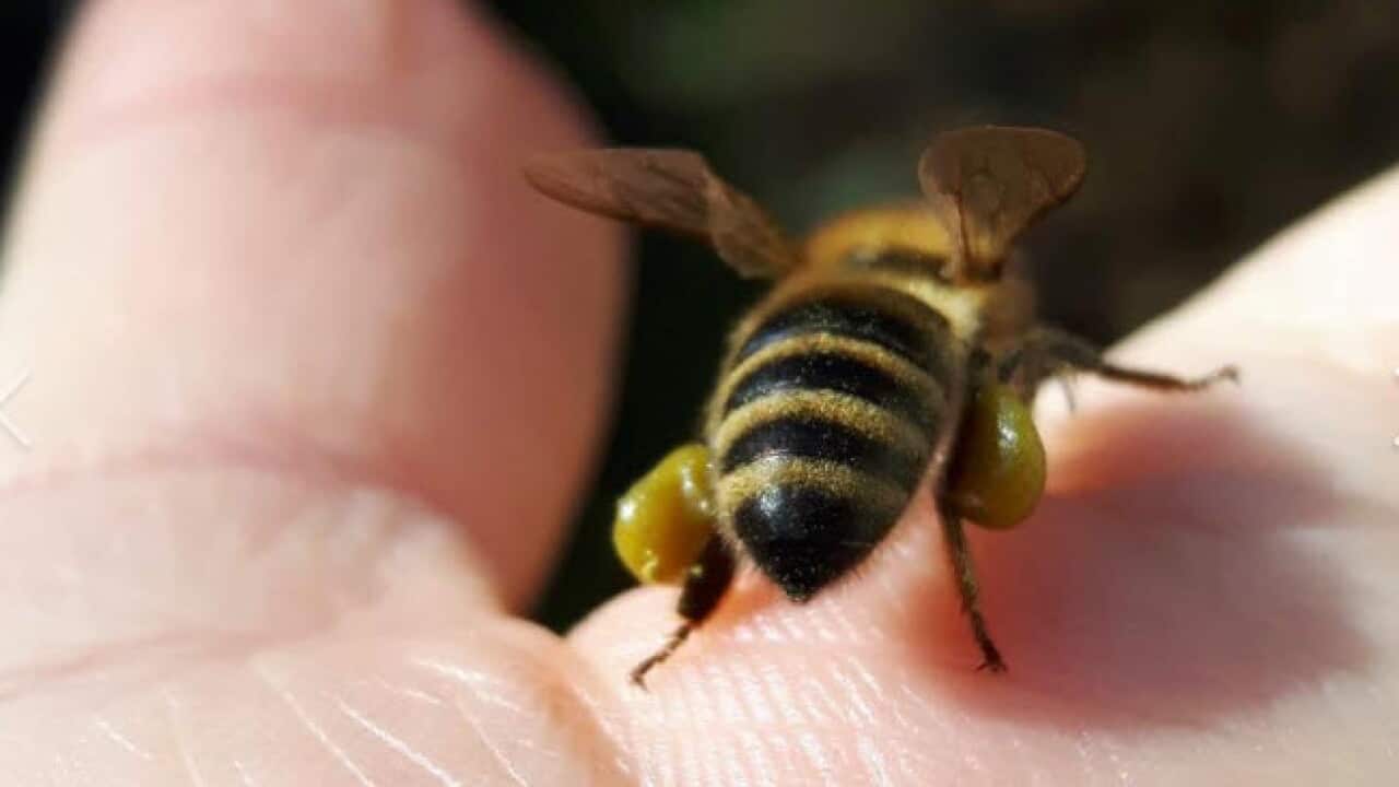 A honey bee from Wasiak apiaries.