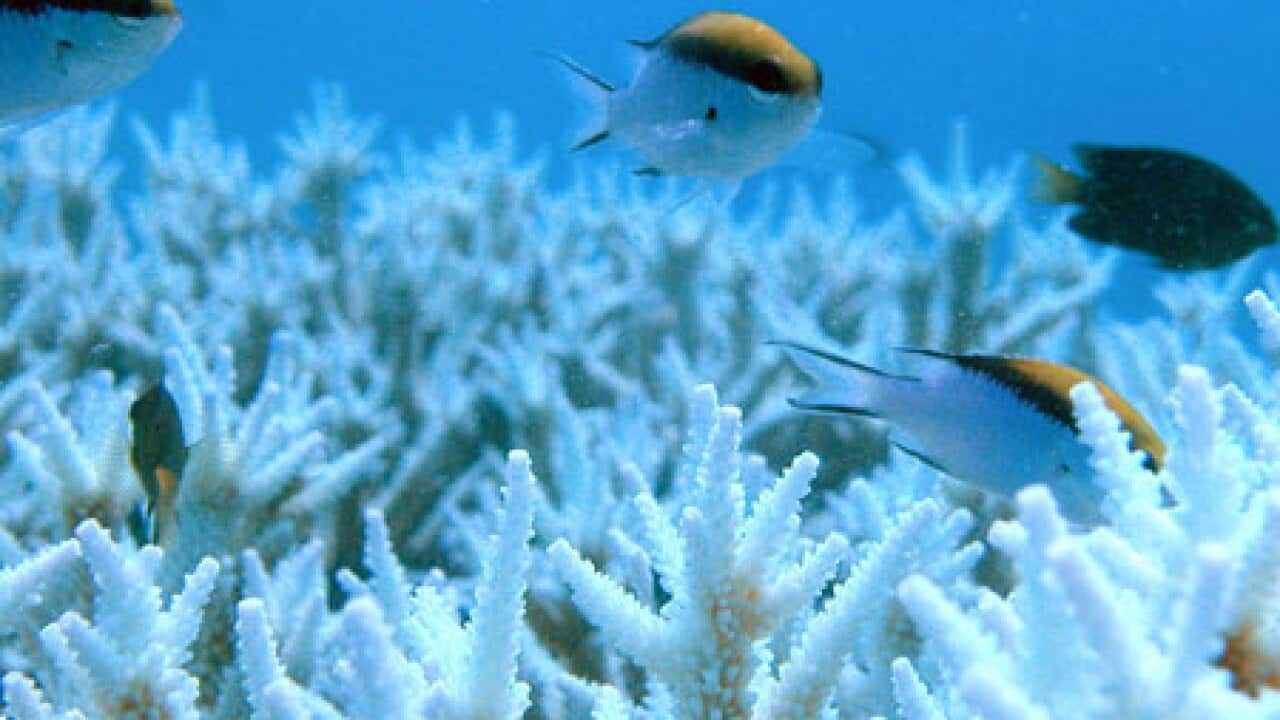 Barrier_Reef_L_aap-getty_409368093