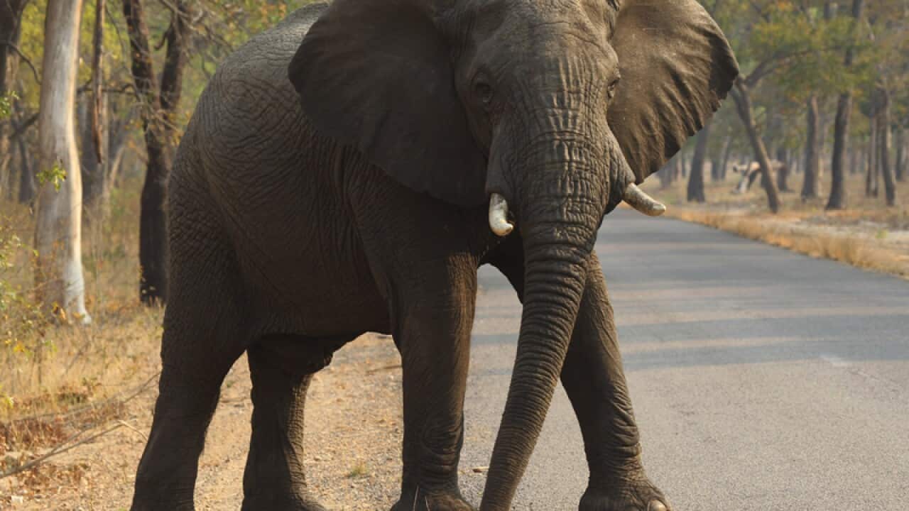 An elephant crosses the road in Hwange National Park