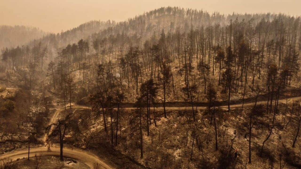 This aerial picture taken on 9 August, 2021, shows burnt trees in the village of Pefki on Evia (Euboea) island.