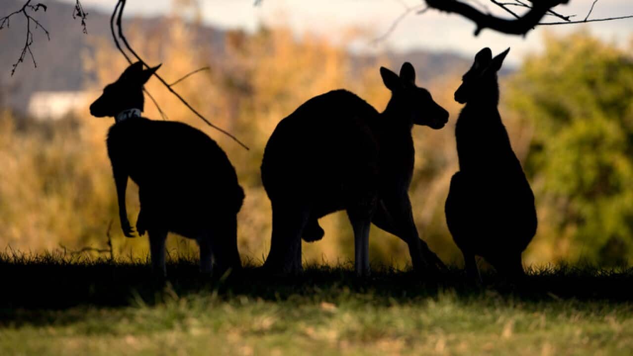 Kangaroos are seen under a tree at Weston Park