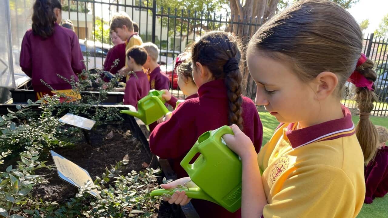 A bush tucker garden at St John the Baptist Primary School (SBS).