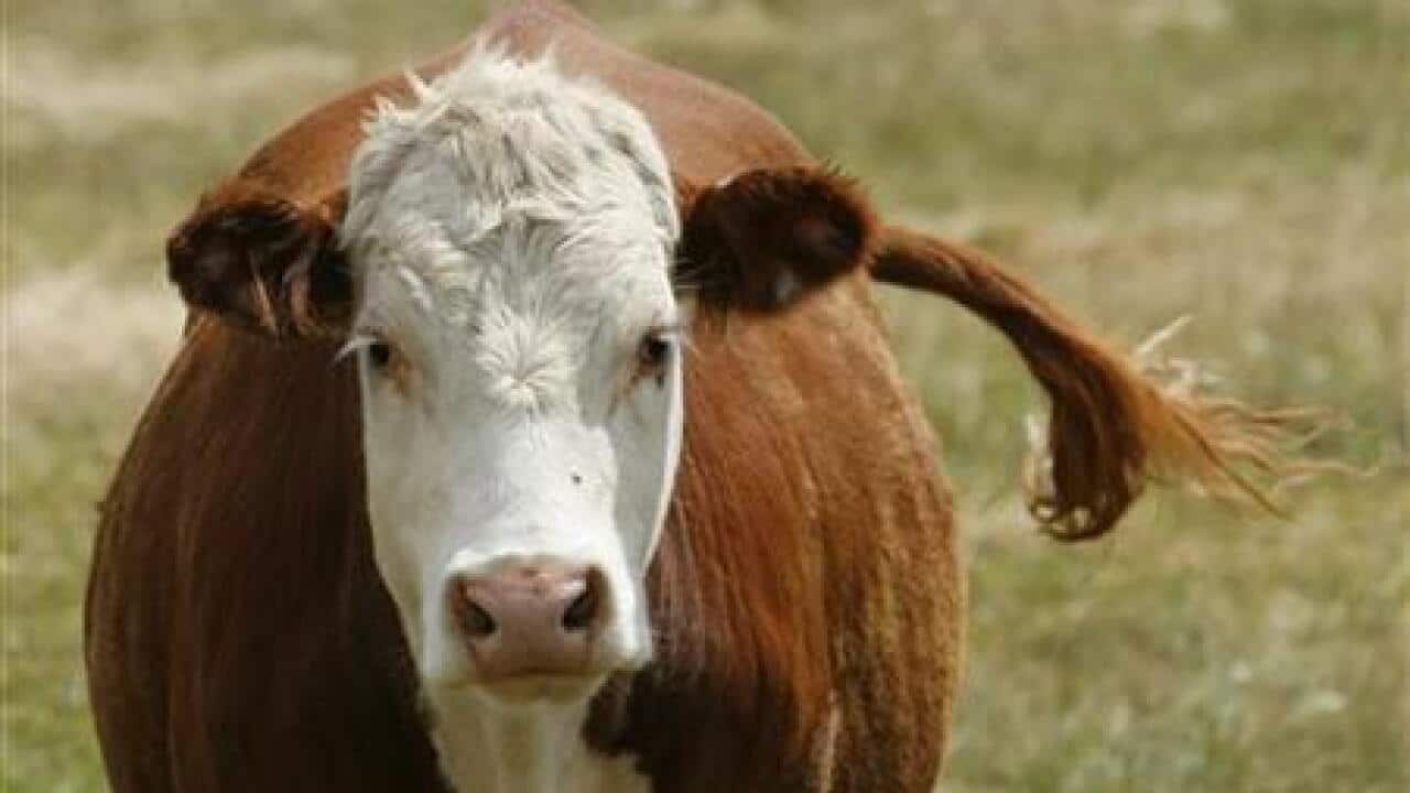 canadian-scientists-breeding-cows-that-b-1404172438-large.jpg