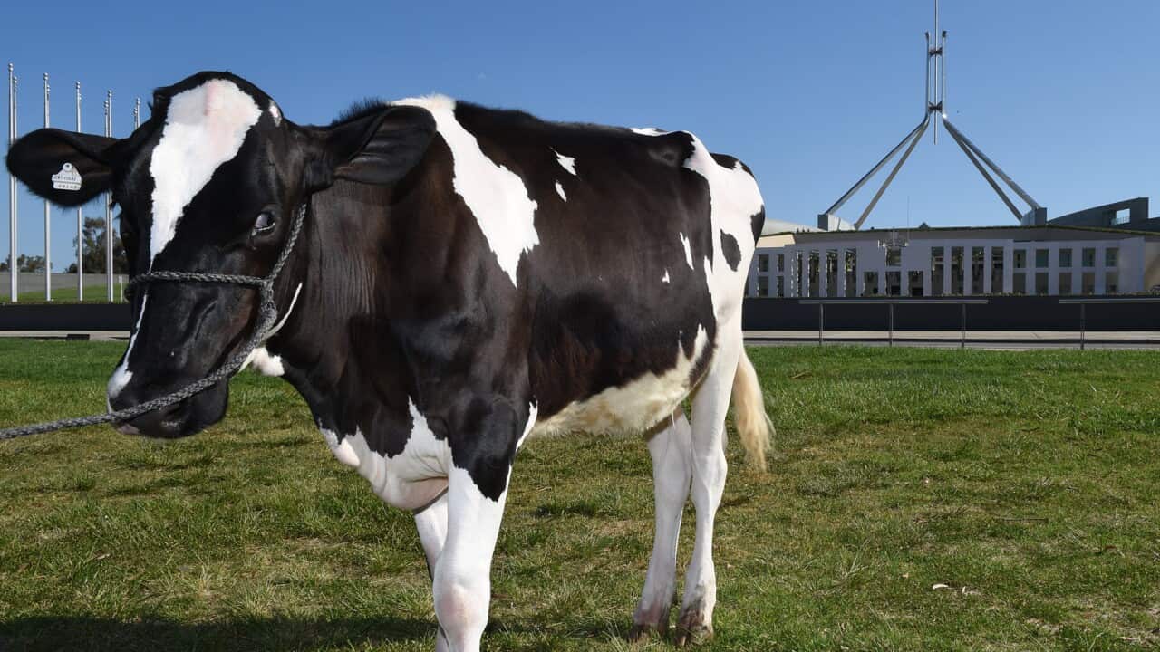 A dairy cow outside Parliament House in Canberra