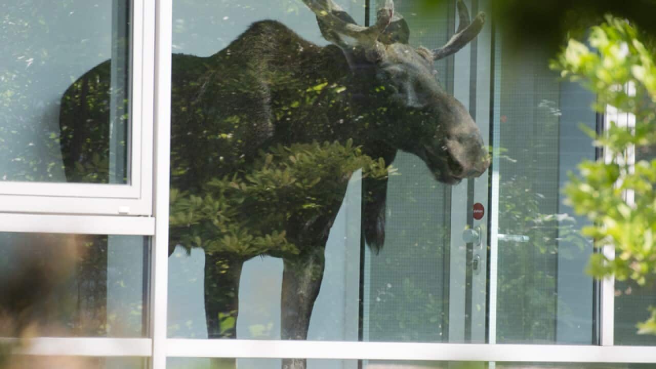A moose stands trapped in a building in Dresden