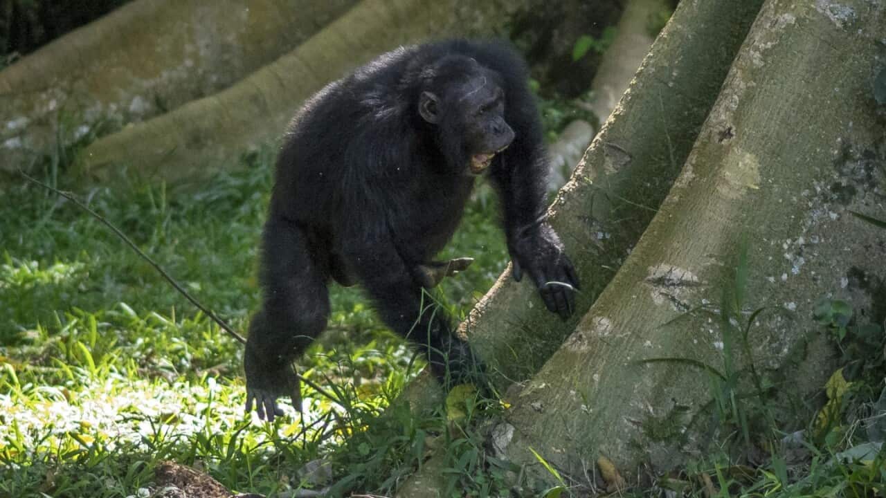 A chimpanzee in the Budongo Forest of Uganda pounds on a tree root.