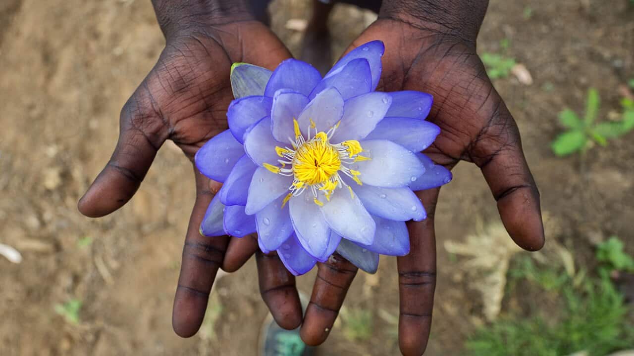 Waterlily bulbs are used to create Indigenous damper.