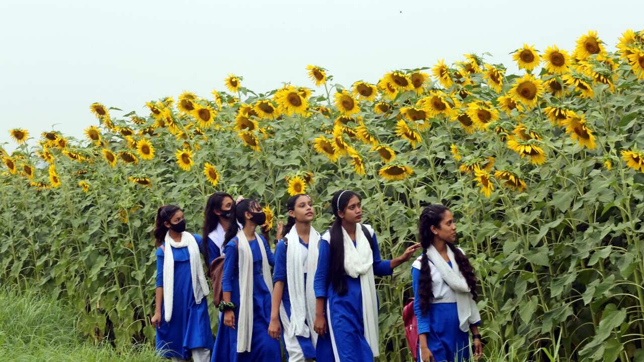 Farmers Harvest Sunflowers - Bangladesh